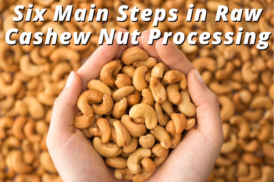 Six Main Steps in Raw Cashew Nut Processing