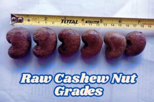 raw cashew grades