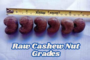 raw cashew grades