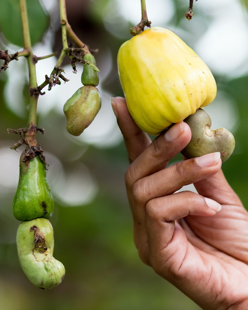 iCashewTech Cashew Processing Machines